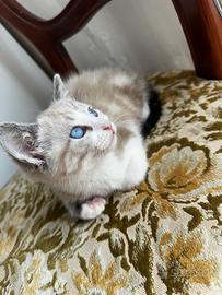 Gattino