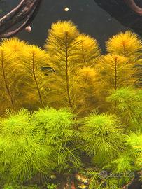 Myriophyllum Roirama e Myriophyllum Green