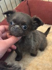 Chihuahua mini