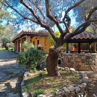 Vacanze tra gli ulivi