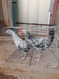 Galline padovane