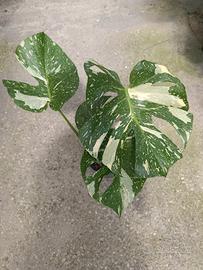Monstera thai