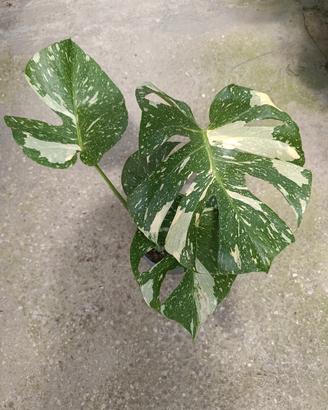 Monstera thai