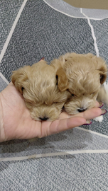 Maltipo mini mini mini