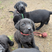 Cuccioli labrador