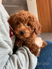 Cucciolo di barboncino