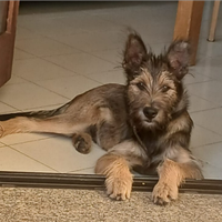 Oreste 9mesi mix spinoncino SOLO IN SARDEGNA