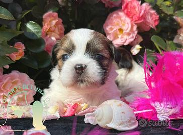 Maltipoo Barboncino Lhasa Apso - Tre Quarti di Lun