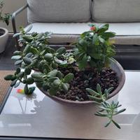 composizione pianta grassa