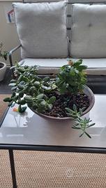 composizione pianta grassa