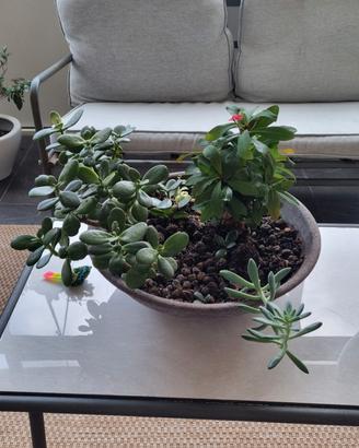 composizione pianta grassa