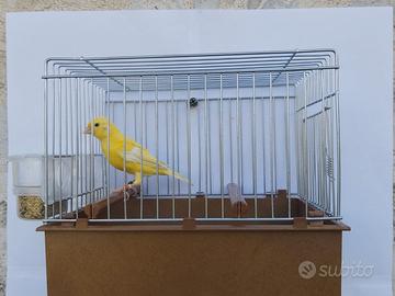 Canarine razza Spagnola