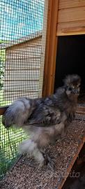 Gallo Moroseta