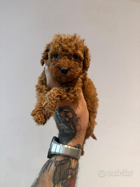 Cucciolo teacup barboncino