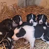 Cuccioli Border Collie