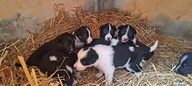 Cuccioli Border Collie