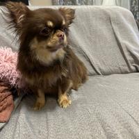 Chihuahua femmina 3 anni