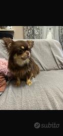 Chihuahua femmina 3 anni