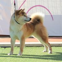 Shiba femmina - Recupero spese