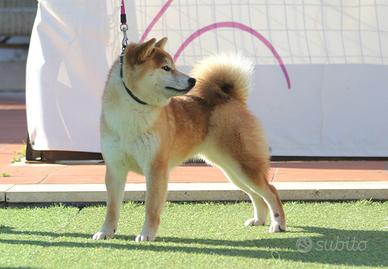 Shiba femmina - Recupero spese