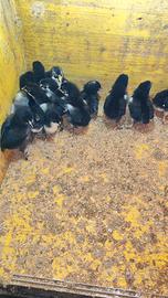 Marans