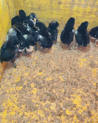 Marans
