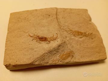 Placca con Granchi Fossili (Miocene)