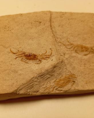 Placca con Granchi Fossili (Miocene)
