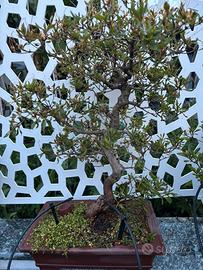VARIA BONSAI
