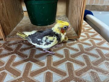 Calopsite imbeccate come pet