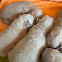 Cuccioli di Golden Retriever con pedigree