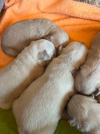 Cuccioli di Golden Retriever con pedigree