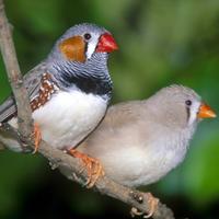 Diamantini Uccellini