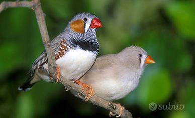 Diamantini Uccellini