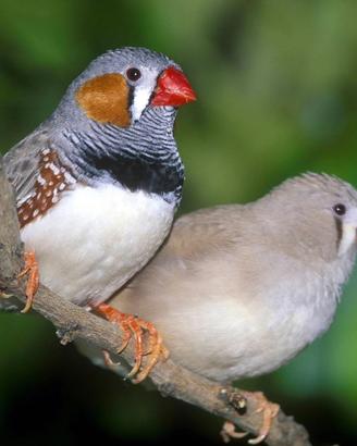 Diamantini Uccellini