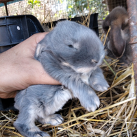 Ariete blu di vienna