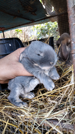 Ariete blu di vienna