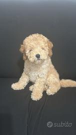 Cucciolo barboncino nano