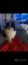 Spitz Pomerania