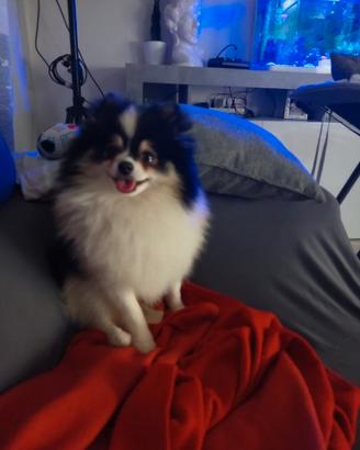 Spitz Pomerania