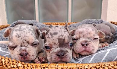 Esotic bulldog francese
