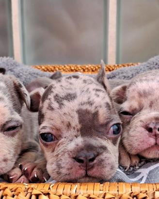 Esotic bulldog francese