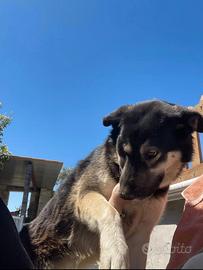 Cane Femmina meticcio adozione