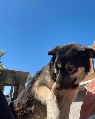 Cane Femmina meticcio adozione
