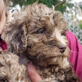 Cuccioli Unici - Incrocio Perro de Agua (75%)