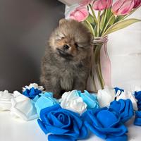 Volpino pomerania TOY PEDIGREE ENCI maschio