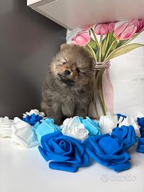 Volpino pomerania TOY PEDIGREE ENCI maschio