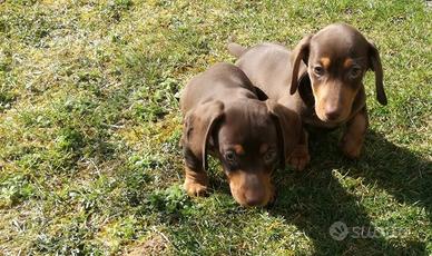 Cuccioli di bassotto