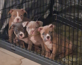 Cuccioli American Bully ABKC