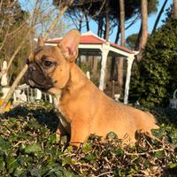 Bouledogue francese (bulldog)